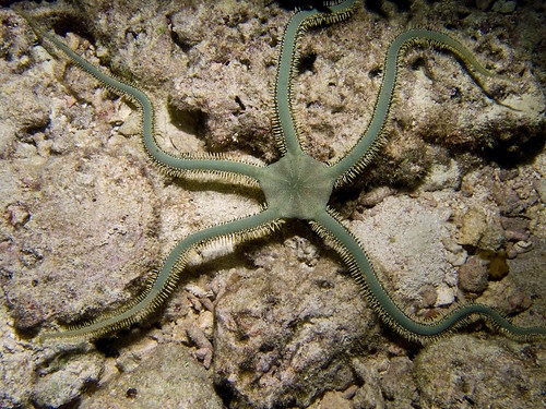 Brittle Starfish Batanes