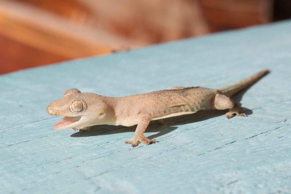 Common House Gecko Batanes