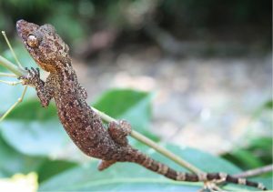 Philippine Bent-toed Gecko Batanes