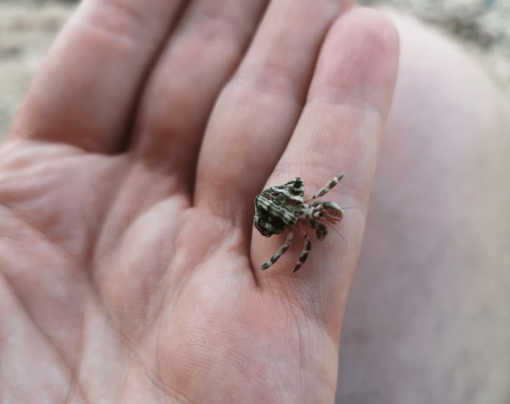 Hermit Crab Umang Batanes