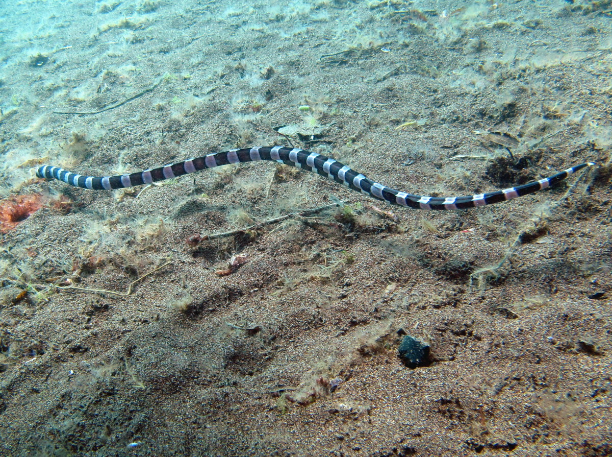 Snake Eel Batanes