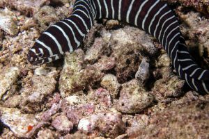 Zebra Moray Eel Batanes